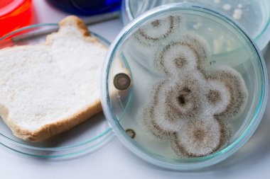 Laboratuvarda Mikrobiyoloji için Aspergillus (küf).