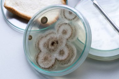 Laboratuvarda Mikrobiyoloji için Aspergillus (küf).