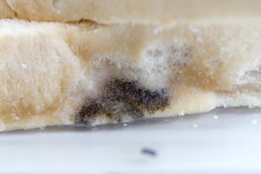 Laboratuvarda Mikrobiyoloji için Aspergillus (küf).