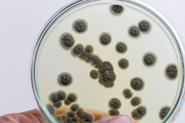 Penicillium 'un geçmişi, gıda ve uyuşturucu üretiminin yanı sıra petri kabında ascomycetous.