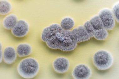 Penicillium 'un geçmişi, gıda ve uyuşturucu üretiminin yanı sıra petri kabında ascomycetous.