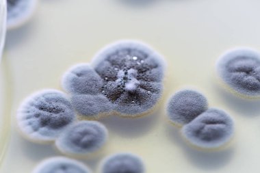 Penicillium 'un geçmişi, gıda ve uyuşturucu üretiminin yanı sıra petri kabında ascomycetous.