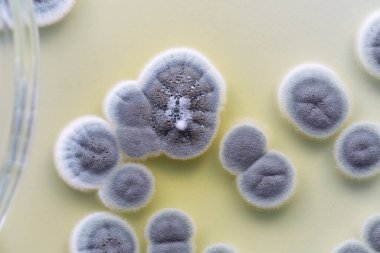 Penicillium 'un geçmişi, gıda ve uyuşturucu üretiminin yanı sıra petri kabında ascomycetous.