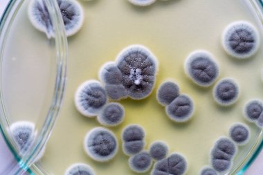 Penicillium 'un geçmişi, gıda ve uyuşturucu üretiminin yanı sıra petri kabında ascomycetous.