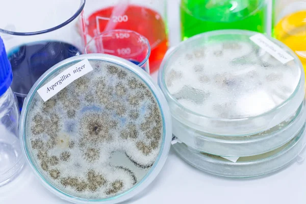 Aspergillus Penész Mikrobiológiához Laborban — Stock Fotó