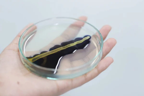 Laboratuvarda Iyotla Enfeksiyon Mikrobiyolojisi Test Ediliyor — Stok fotoğraf