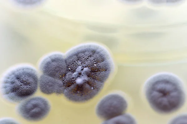 Achtergronden Van Penicillium Ascomyceteus Petrischaal Voor Zowel Productie Van Voedsel — Stockfoto