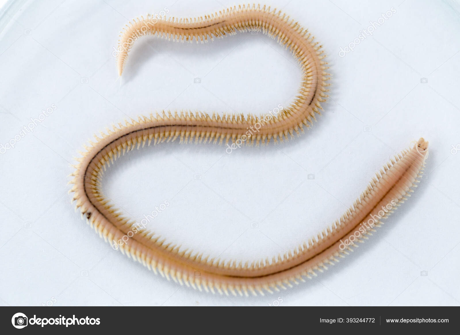Polychaetes Paraphyletic Class Annelid Worms Generally Marine Stereo  Microscope View — Stock Photo © p.thongdumhyu #393244772