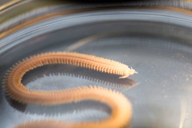 Polychaetes, genellikle Stereo mikroskobu altında laboratuvarda eğitim için kullanılan parafiloit solucan sınıfıdır..