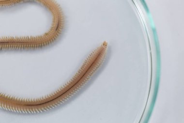 Polychaetes, genellikle Stereo mikroskobu altında laboratuvarda eğitim için kullanılan parafiloit solucan sınıfıdır..