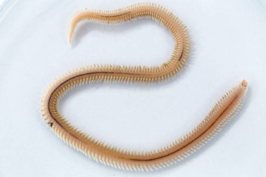 Polychaetes, genellikle Stereo mikroskobu altında laboratuvarda eğitim için kullanılan parafiloit solucan sınıfıdır..