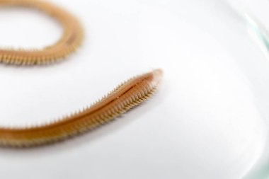 Polychaetes, genellikle Stereo mikroskobu altında laboratuvarda eğitim için kullanılan parafiloit solucan sınıfıdır..