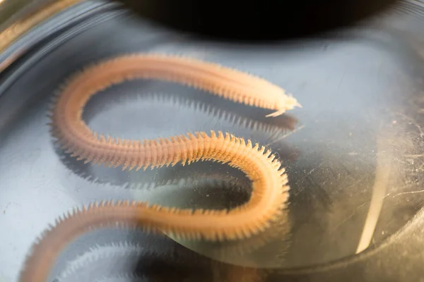 Polychaetes, genellikle Stereo mikroskobu altında laboratuvarda eğitim için kullanılan parafiloit solucan sınıfıdır..