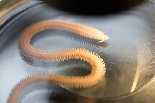 Polychaetes are a paraphyletic class of annelid worms, generally marine under the Stereo microscope view for education in laboratory.