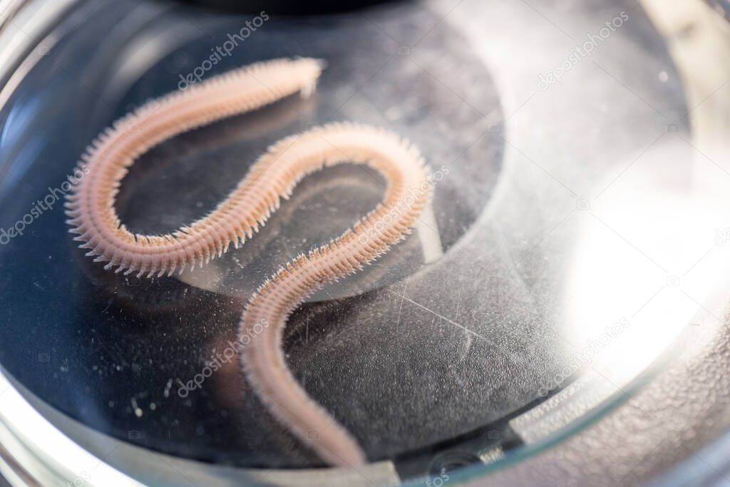 Polychaetes are a paraphyletic class of annelid worms, generally marine under the Stereo microscope view for education in laboratory.