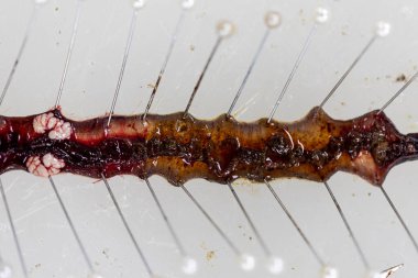 Laboratuvarda toprak solucanı üzerinde çalış..