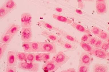 Soğanın Kökündeki Soğan ve Mitoz hücresinin kök ucu mikroskop altında.