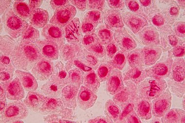 Soğanın Kökündeki Soğan ve Mitoz hücresinin kök ucu mikroskop altında.