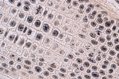 Soğanın Kökündeki Soğan ve Mitoz hücresinin kök ucu mikroskop altında.