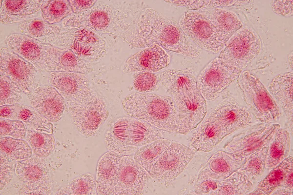 Punta Raíz Cebolla Mitosis Punta Raíz Cebolla Bajo Microscopio — Foto de Stock