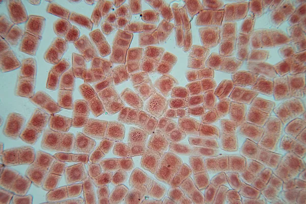 현미경을 이온의 세포의 — 스톡 사진