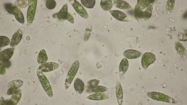 Euglena, mikroskobik eğitim görüşü altında tek hücreli kırbaçlanmış ökaryot cinsidir..
