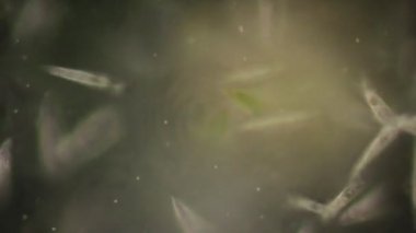 Euglena, mikroskobik eğitim görüşü altında tek hücreli kırbaçlanmış ökaryot cinsidir..