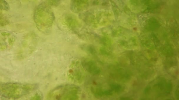 Euglena Jest Rodzajem Jednokomórkowego Flagellate Eukaryotes Pod Mikroskopowym Widokiem Edukacji — Wideo stockowe
