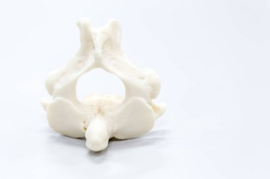 Laboratuvarda insan modelinin dış ve iç yapısının incelenmesi.