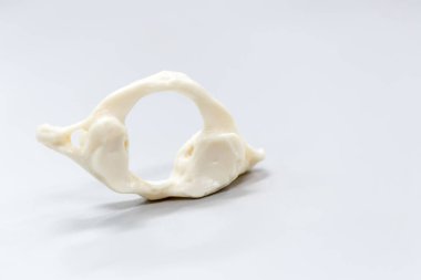 Laboratuvarda insan modelinin dış ve iç yapısının incelenmesi.