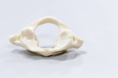 Laboratuvarda insan modelinin dış ve iç yapısının incelenmesi.