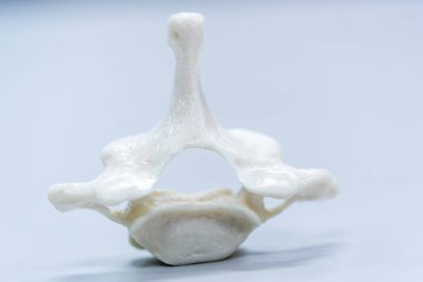 Laboratuvarda insan modelinin dış ve iç yapısının incelenmesi.