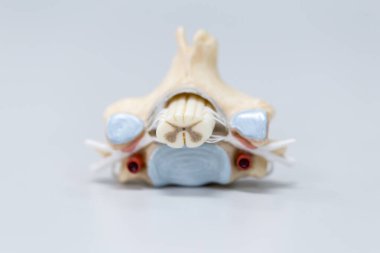 Laboratuvarda insan modelinin dış ve iç yapısının incelenmesi.