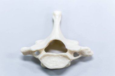 Laboratuvarda insan modelinin dış ve iç yapısının incelenmesi.