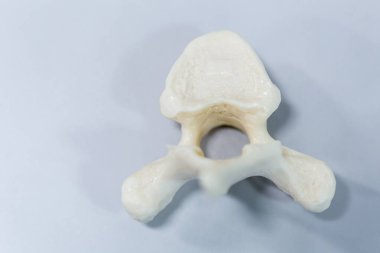 Laboratuvarda insan modelinin dış ve iç yapısının incelenmesi.