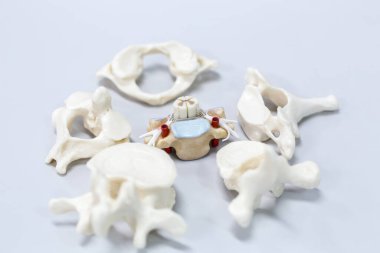 Laboratuvarda insan modelinin dış ve iç yapısının incelenmesi.