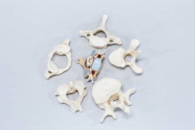 Laboratuvarda insan modelinin dış ve iç yapısının incelenmesi.