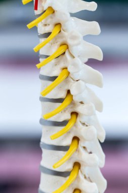 Laboratuvarda insan modelinin dış ve iç yapısının incelenmesi.