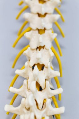 Laboratuvarda insan modelinin dış ve iç yapısının incelenmesi.