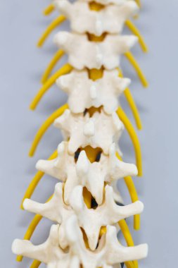 Laboratuvarda insan modelinin dış ve iç yapısının incelenmesi.