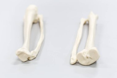 Laboratuvarda insan modelinin dış ve iç yapısının incelenmesi.