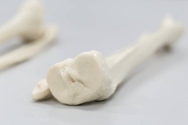 Laboratuvarda insan modelinin dış ve iç yapısının incelenmesi.