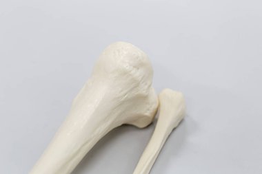 Laboratuvarda insan modelinin dış ve iç yapısının incelenmesi.