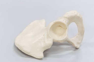 Laboratuvarda insan modelinin dış ve iç yapısının incelenmesi.