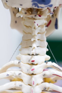 Laboratuvarda insan modelinin dış ve iç yapısının incelenmesi.