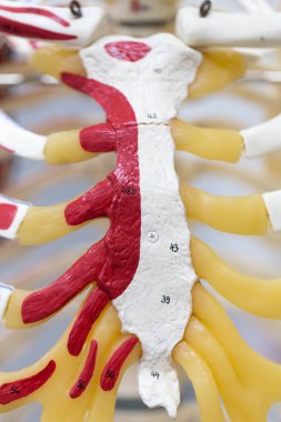 Laboratuvarda insan modelinin dış ve iç yapısının incelenmesi.