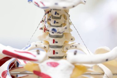 Laboratuvarda insan modelinin dış ve iç yapısının incelenmesi.