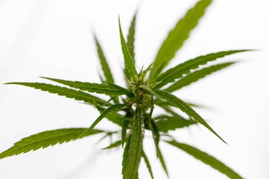 Esrar arkaplanı (Uyuşturucular), Esrar analizi laboratuvarda.