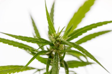 Esrar arkaplanı (Uyuşturucular), Esrar analizi laboratuvarda.