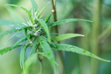 Esrar arkaplanı (Uyuşturucular), Esrar analizi laboratuvarda.